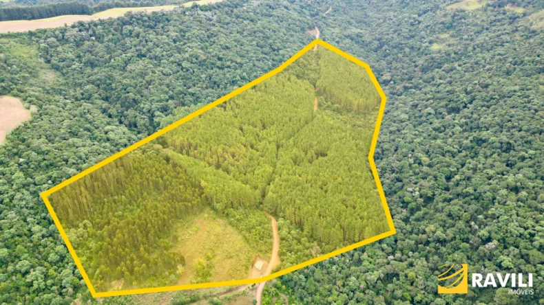 Floresta de Pinos em Ponte Serrada SC.